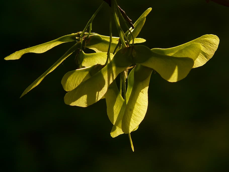 javor ovoce, javor, strom, zelená, acer platanoidy, jehly list javor, slunce, světlo, osvětlit, fliegerle, otáčení