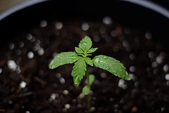 cannabis, weed, marijuana, hemp, drug, plant, leaf, pot, green, medicine, herb