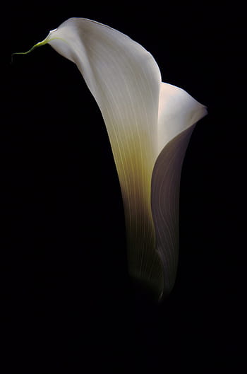 detailní fotografie, bílý, calla lily flower, květ, calla, květinový, lilie, botanika, botanický, lilly