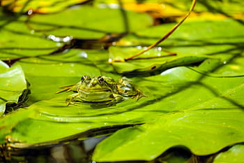 zelená, žába, list, vodní žába, žába rybník, zvíře, sedící, nuphar pumila list, rybník, voda, biotop