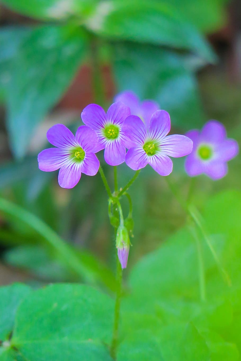 shamrock, hong kong, clover, wild flowers, wild, nature, plant, flower, leaf, outdoor, bloom
