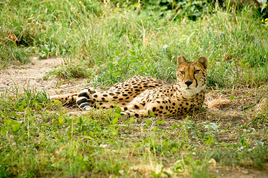 africa, kenya, safari, nature, holiday, national park, animals, landscape, nature park, mammals, summer