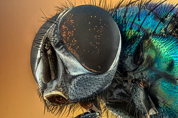 macrofotografia, mosca domestica, macro, insetto, verde, occhi, natura, volare, giallo, peloso, occhio