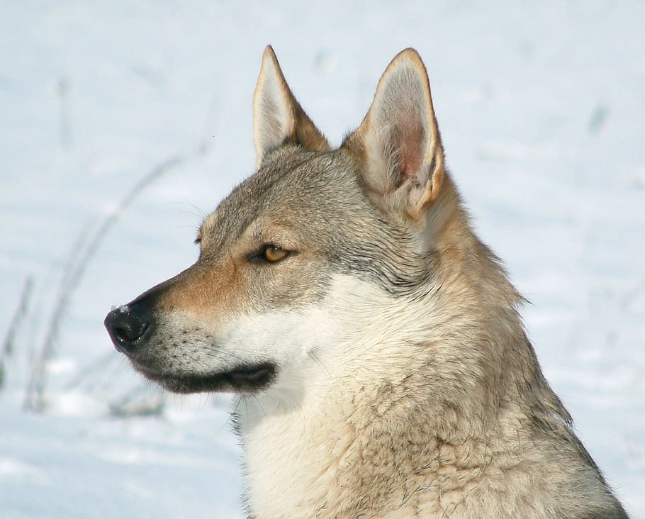 gray, white, snow wolf, daytime, czechoslovakian wolfdog, female, wolf, dog, crossbreed, portrait, head