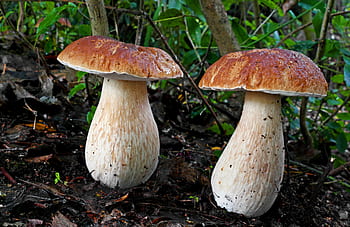 Rei, Bolete, dois cogumelos bege