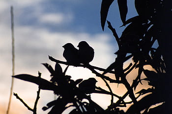 birds, shadow, sky, animals, clouds, trees, nature, sunset, autumn