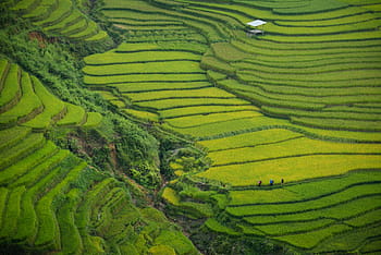 terrazze di riso verde, foto, verde, riso, terrazze, campo, colture, agricoltura, azienda agricola, strato, paesaggio