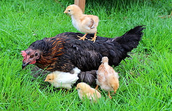 pulcino, a piedi, indietro, nero, gallina, pulcini, giallo, gallina madre, pulcino sul retro della gallina, carina, primavera