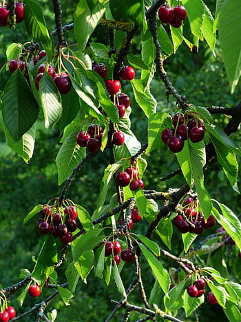 cherry, sweet cherry, red, fruit, healthy, leaves, branch, summer, delicious, fruity, bird cherry