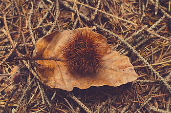 detailní fotografie, hnědý, ovoce, zvadlý, list, suší se, přízemní, hole, Příroda, nikdo, pole