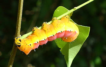 housenka, tvor, stvoření, Příroda, volně žijících živočichů, larva, metamorfóza, larvy, mol, vznikají, kuklu