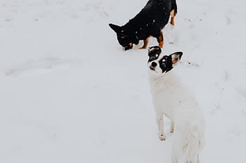 anjing, kecil, anak anjing, membelai, hewan peliharaan, hewan, salju, musim dingin, di luar, kesenangan, putih