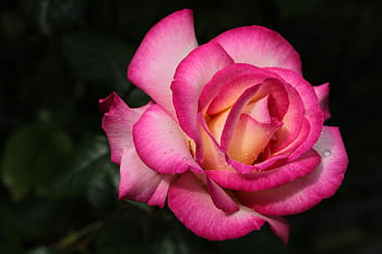 růžová růže, bicolor růže, kapka vody, růže, pocit, vášeň, Pozadí, makro, květ, růžový, růžové růže