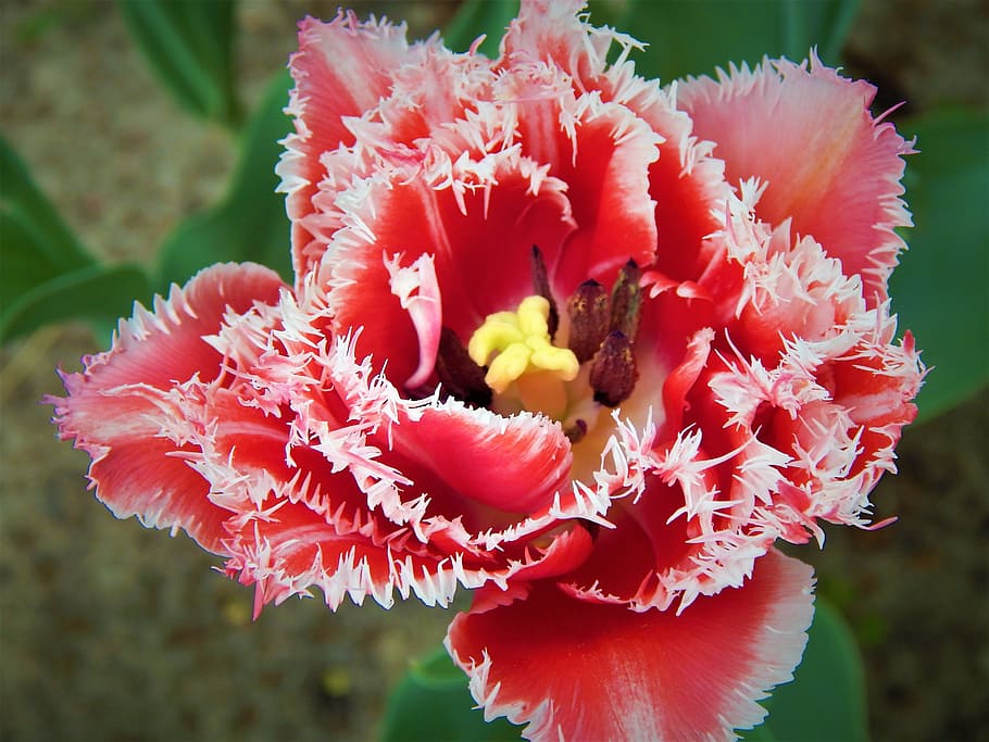 Tulip, Flowers, Double, makrosemka, double tulip, flower, pink color, close-up, plant, red, outdoors