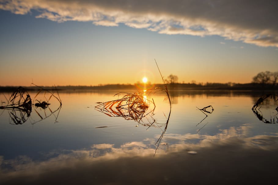 brown, grass, calm, body, water, golden, hour, sunrise, river, mood, landscape