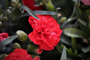 red carnation, flower, blooming, morning, spring, nature, outdoor