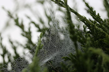 web, spider, white, dark, insect, cobweb, trees, plant, green