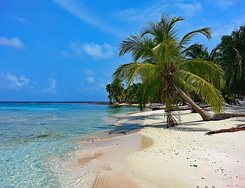 kokosový strom, pobřeží, modrý, nebe, během dne, isla diablo, san blas, Panama, guna yala, karibský, ostrov