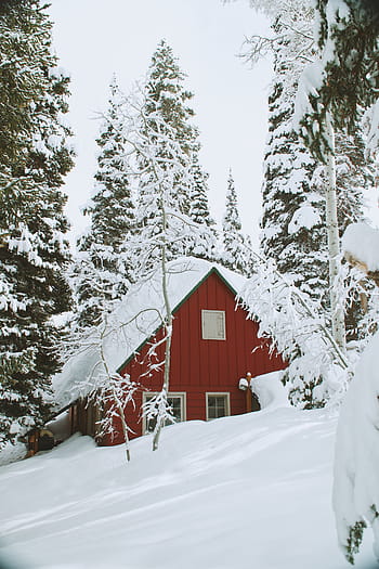 brun, hus, omgitt, snø, dagtid, vinter, hvit, kald, vær, trær, planter