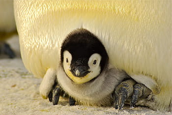 emperor penguin chick, penguin, baby, antarctic, life, animal, emperor, cute, ice, antarctica, cold
