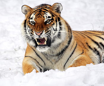 tygr, odpočívá, sněhové pole, sníh, vrčení, zoo, velká kočka, Kočkovitý, zimní, panthera tigris altaica, pruhy