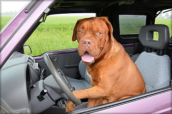 cane, sedile del conducente, dogue de bordeaux, animale domestico, auto, guida, timone