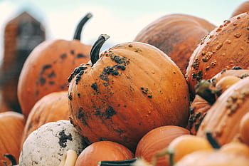 pumpkin, color, orange, squash, vegetable, halloween