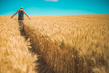 ชาย, จุดยืน, ทุ่งข้าวสาลี, เมล็ดธัญพืช, ชนบท, พืชผล, cropland, ฟาร์ม, เกษตร, สนาม, หญ้า