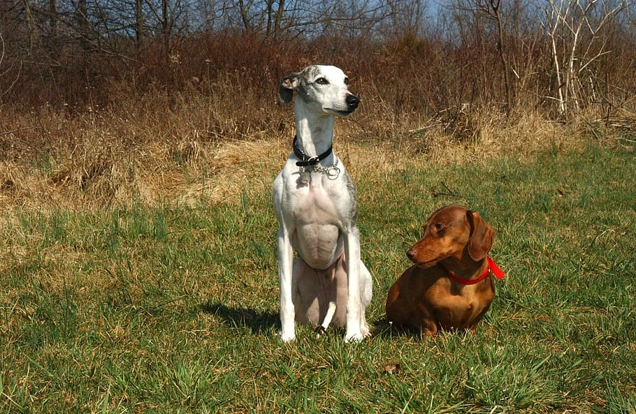white, gray, brown, green, grass, Whippet, Dachshund, Dogs, Canines, animals, pets