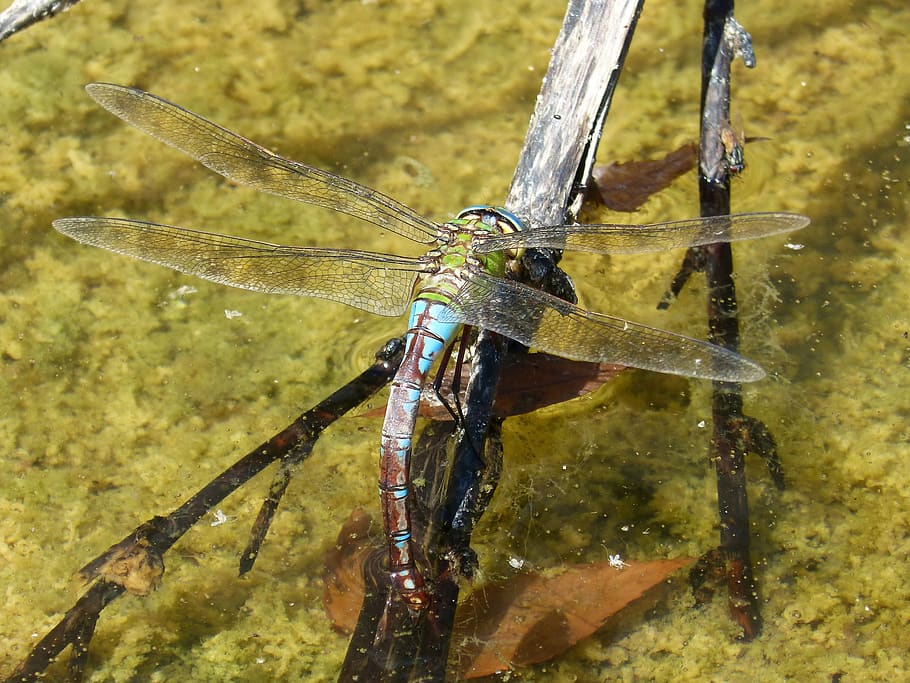 dragonfly, aeshna cyanea, wet ass, wetland, branch espiadimonis, detail
