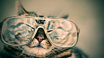 silver, tabby, cat, wearing, eyeglasses, selected, photography, glasses, eyewear, pet, furry