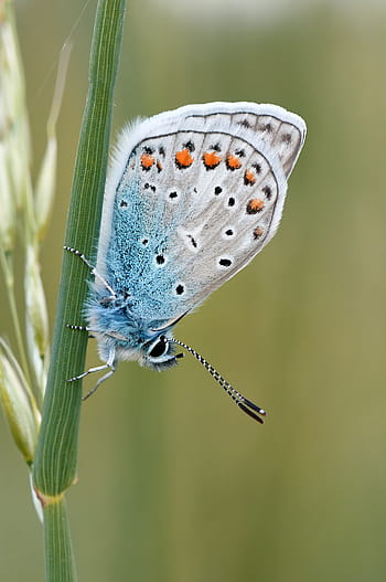 stříbrný motýl, Příroda, hmyz, motýl, makro, motýl - hmyz, zvířecí křídlo, zvíře, detail, letní, krása v přírodě