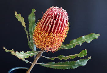 nativ, floare, Banksia, australian, flori salbatice, a inflori, floră, botanic, Australia, floral, plantă