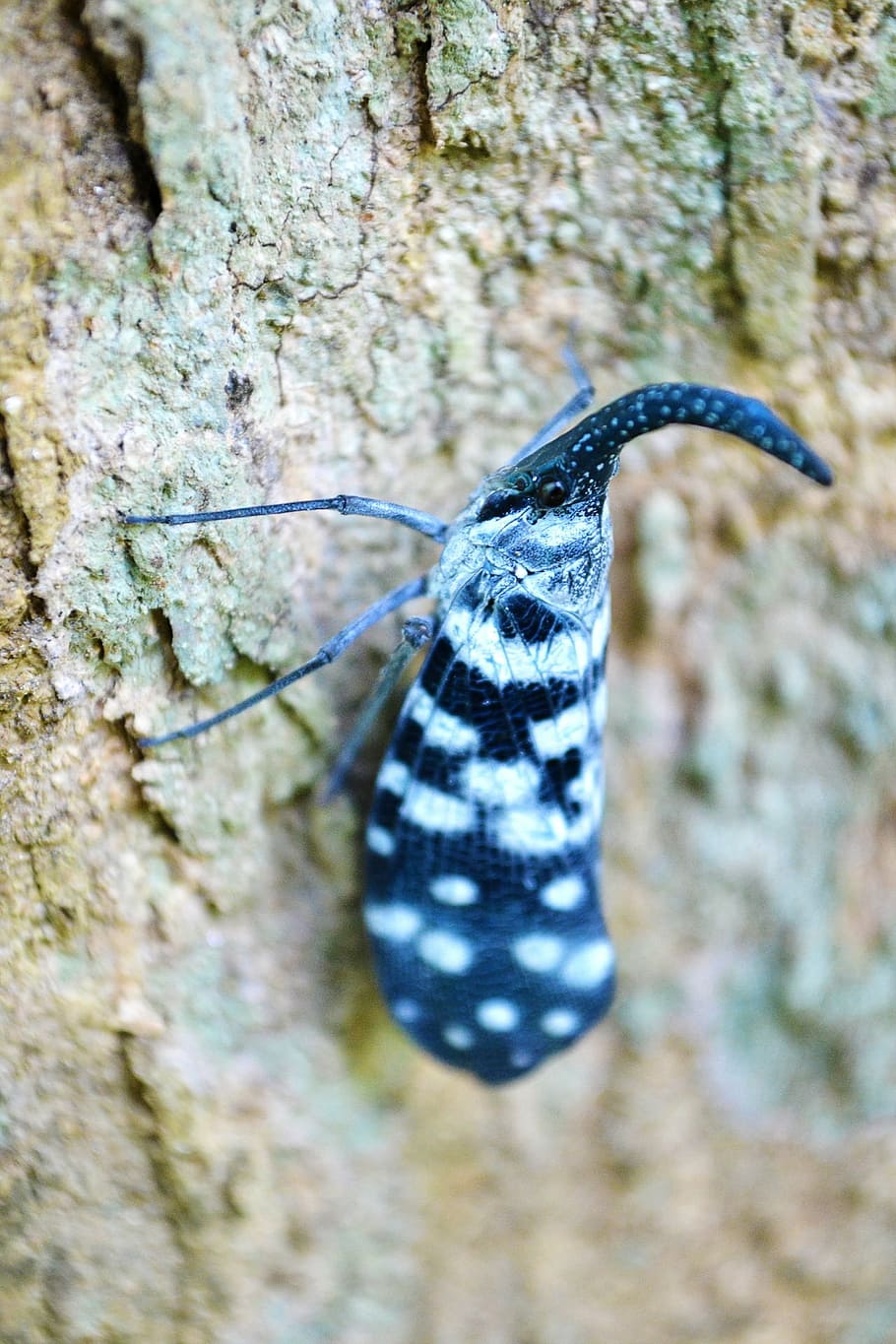 canthigaster cicada, vložka, barvitý, hmyz, škůdce, motýl, zvláštní, Srí Lanka, mawanella, Cejlon, anduppoochchi
