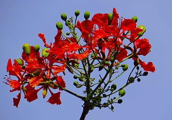 delonix regia, fabaceae, královská poinciana, plamen stromu, gulmohar, krishnachura, krusnachuda, phuong, květ, Červené, strom