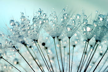 dandelion seeds, dandelion, dandelions, water drop, water droplet, water droplets, dewdrop, dewdrops, floral, flowers, weeds