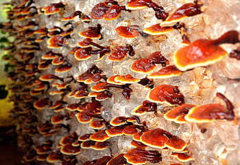 hnědá houba, reishi, houby, rostlina, Příroda, reishi, houba, Červené, hospodařit, jídlo, jídlo a pití, nikdo