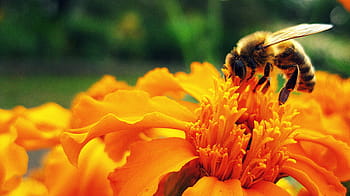yellow, black, honey bee, bee, flower, insect, pollen, pollinate, pollination, honey, nature