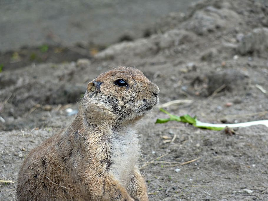 zoo, animals, nature, animal world, mammal, artis, meerkat