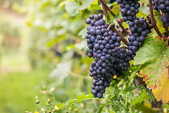 hroznové rostliny, den, víno, hrozny, Pinot noir, révy, list, podzim, zelená, Červené, zlatý podzim
