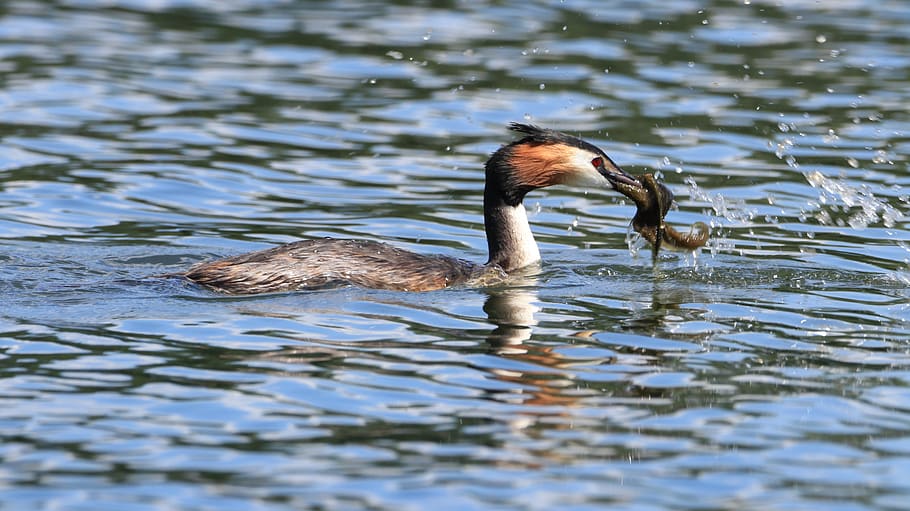 great crested grebe, lake, water, waters, bird, nature, water bird, animal world, schwimmvogel