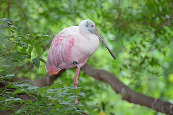 spatola, rosa, uccello, acquario, spatola rosa, acqua, animale, esotico, uccello di mare, acquario di tampa, Florida