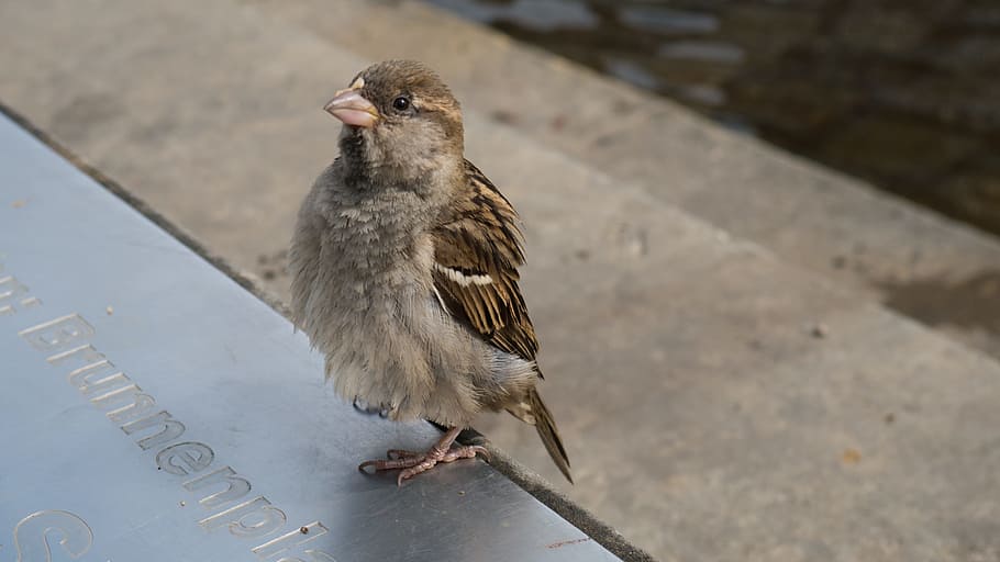 pták, Vrabec, Příroda, peří, zvířat, křídlo, Počkejte, zavřít, mladý, ptáků, ptačí zob