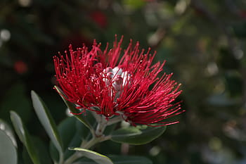 květ, květiny, Červené, železný strom, Vánoce, metrosideros excelsa, metrosideros tomentosa, myrta rostlina, myrtaceae, Nový Zéland vánoční strom, pōhutukawa