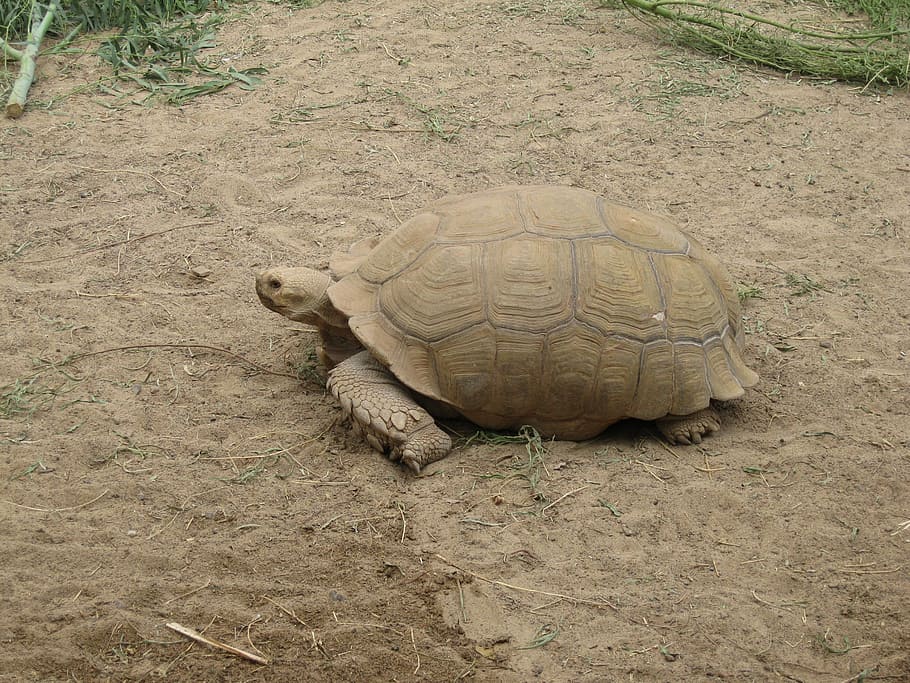 rießenschildkröte, želva, meeresbewohner, vodní tvor, zvíře, obří želva, pravá želva