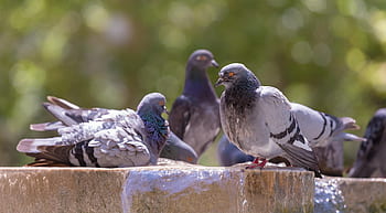 galamb, madár, állat, elhomályosít, bokeh