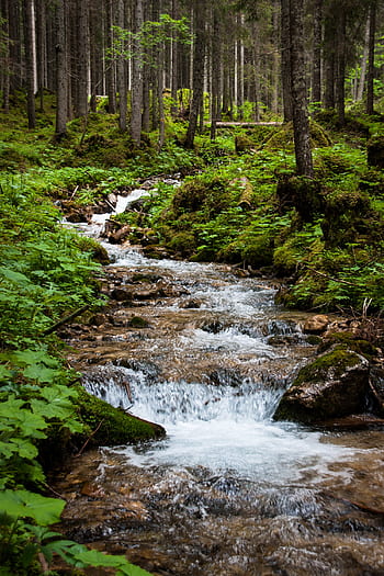 bach, watercourse, creek, forest, water, nature, landscape, waters, moss, trees