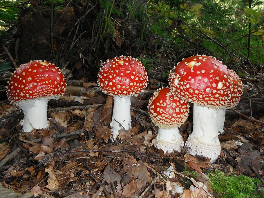 čtyři, Červené, čepice houby, moucha agaric, houby, barevný, muchomůrky, houba, jedovatý