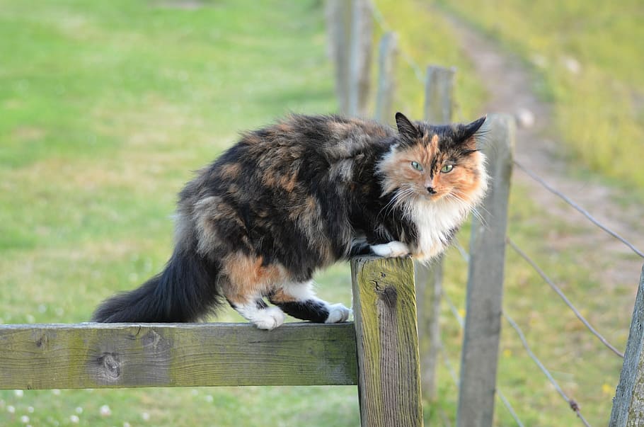 gatto fortunato, gatto gatto, colorato, viso, gatto, tre colori, faccia di gatto, mieze, gatto domestico, animale domestico, albero