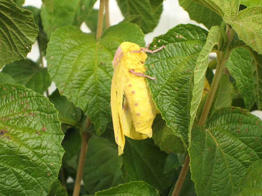císařský, mol, strom, -, žlutá, císařský můra, eacles imperialis, Chyba, fotky, hmyz, veřejná doména